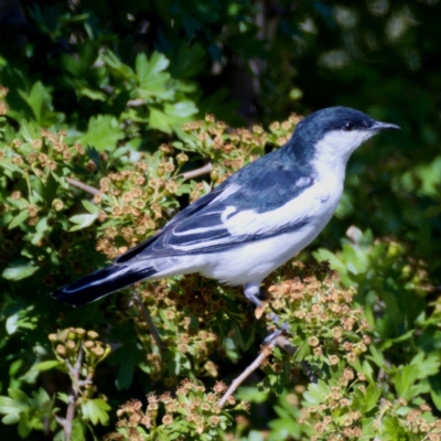 Lalage tricolor (White-winged Triller) at Urambi Hills - 10 Nov 2019 by Marthijn