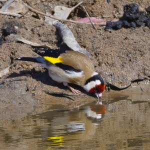 Carduelis carduelis at Tuggeranong DC, ACT - 11 Nov 2019 09:21 AM