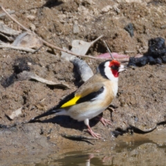 Carduelis carduelis at Tuggeranong DC, ACT - 11 Nov 2019 09:21 AM