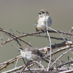 Aphelocephala leucopsis (Southern Whiteface) at Tuggeranong DC, ACT - 11 Nov 2019 by Marthijn