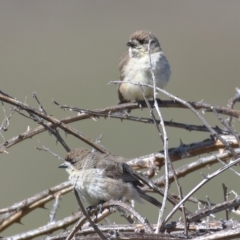 Aphelocephala leucopsis (Southern Whiteface) at Urambi Hills - 10 Nov 2019 by Marthijn