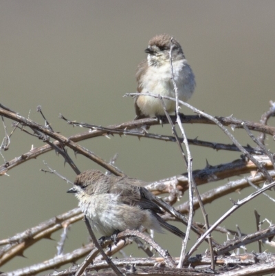 Aphelocephala leucopsis (Southern Whiteface) at Tuggeranong DC, ACT - 11 Nov 2019 by Marthijn