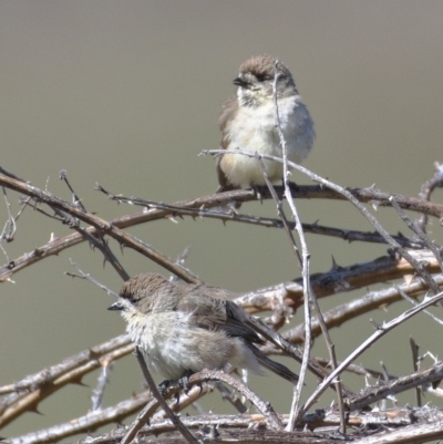 Aphelocephala leucopsis (Southern Whiteface) at Urambi Hills - 11 Nov 2019 by Marthijn