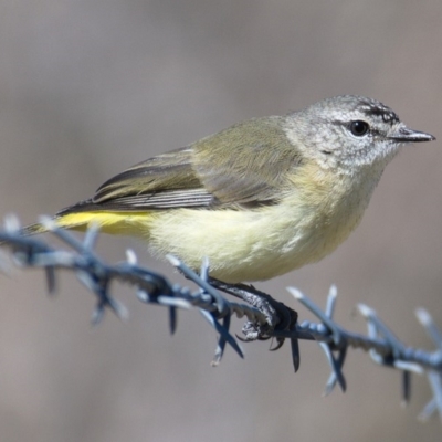 Acanthiza chrysorrhoa (Yellow-rumped Thornbill) at Tuggeranong DC, ACT - 10 Nov 2019 by Marthijn