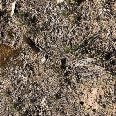 Synemon plana (Golden Sun Moth) at Throsby, ACT - 11 Nov 2019 by JasonC