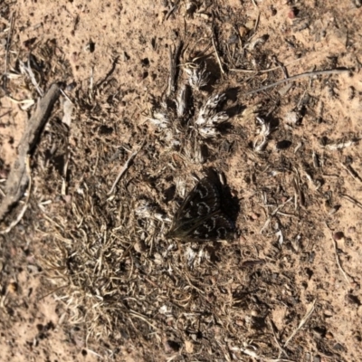 Synemon plana (Golden Sun Moth) at Throsby, ACT - 11 Nov 2019 by JasonC