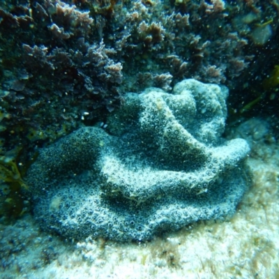 Unidentified Marine invertebrate at Bawley Point, NSW - 11 Nov 2019 by GLemann