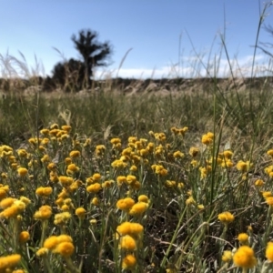 Chrysocephalum apiculatum at Throsby, ACT - 11 Nov 2019