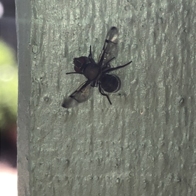 Pogonortalis doclea (Boatman fly) at Aranda, ACT - 11 Nov 2019 by Jubeyjubes