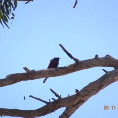 Artamus superciliosus (White-browed Woodswallow) at Mount Ainslie - 5 Nov 2019 by TomT