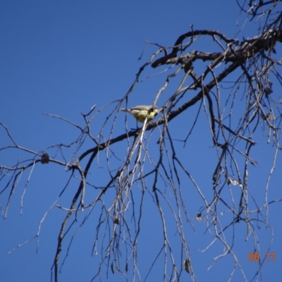 Gerygone olivacea (White-throated Gerygone) at Mount Ainslie - 5 Nov 2019 by TomT