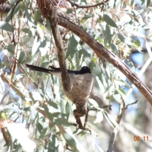 Rhipidura leucophrys at Pialligo, ACT - 6 Nov 2019