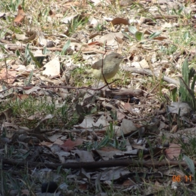 Acanthiza reguloides (Buff-rumped Thornbill) at Mount Ainslie - 5 Nov 2019 by TomT