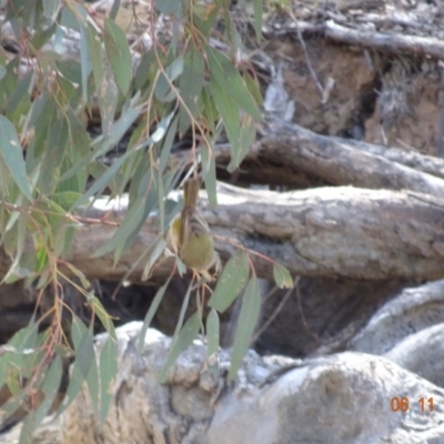 Melithreptus brevirostris (Brown-headed Honeyeater) at Mount Ainslie - 6 Nov 2019 by TomT