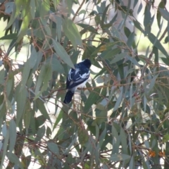 Lalage tricolor (White-winged Triller) at Campbell Park Woodland - 5 Nov 2019 by TomT