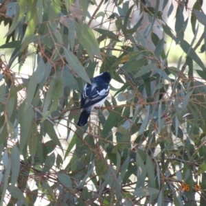 Lalage tricolor at Mount Ainslie - 6 Nov 2019