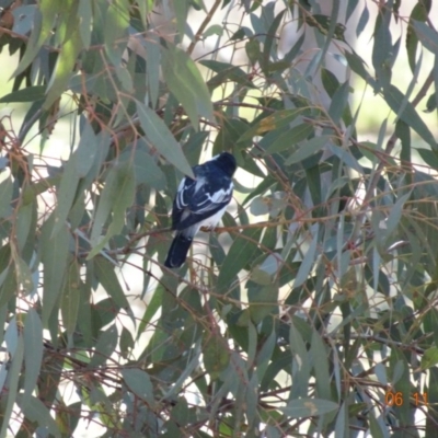 Lalage tricolor (White-winged Triller) at Campbell Park Woodland - 5 Nov 2019 by TomT