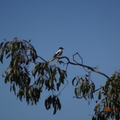 Lalage tricolor at Mount Ainslie - 6 Nov 2019