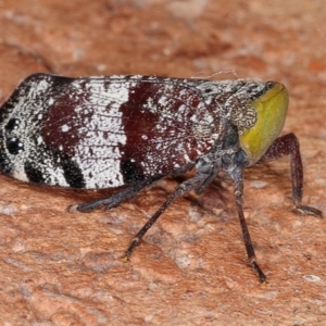 Platybrachys decemmacula at Kambah, ACT - 11 Nov 2019