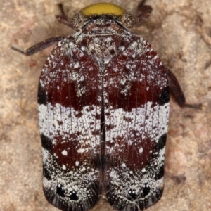 Platybrachys decemmacula at Kambah, ACT - 11 Nov 2019