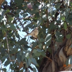 Melithreptus brevirostris (Brown-headed Honeyeater) at Majura, ACT - 5 Nov 2019 by TomT