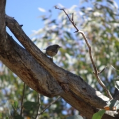 Melithreptus brevirostris at Majura, ACT - 6 Nov 2019 10:01 AM