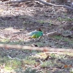 Psephotus haematonotus (Red-rumped Parrot) at Majura, ACT - 5 Nov 2019 by TomT