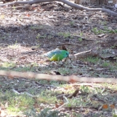 Psephotus haematonotus (Red-rumped Parrot) at Mount Ainslie - 5 Nov 2019 by TomT