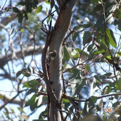 Smicrornis brevirostris (Weebill) at Majura, ACT - 5 Nov 2019 by TomT