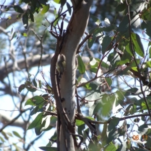 Smicrornis brevirostris at Majura, ACT - 6 Nov 2019 09:45 AM