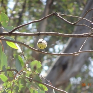 Gerygone olivacea at Mount Ainslie - 6 Nov 2019 09:43 AM