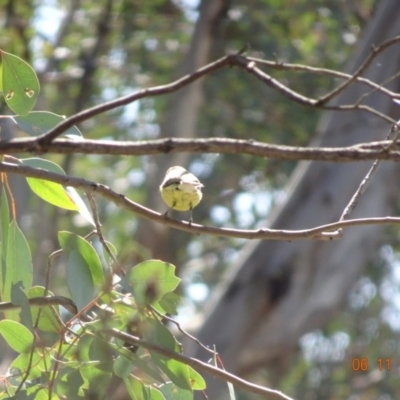 Gerygone olivacea (White-throated Gerygone) at Campbell Park Woodland - 5 Nov 2019 by TomT