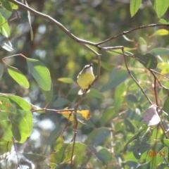 Gerygone olivacea at Mount Ainslie - 6 Nov 2019