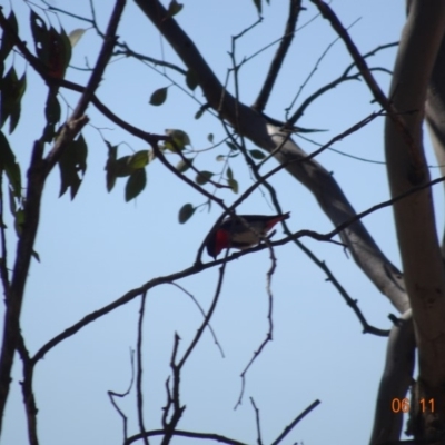 Dicaeum hirundinaceum (Mistletoebird) at Mount Ainslie - 5 Nov 2019 by TomT