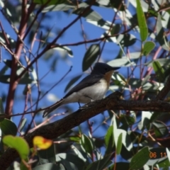 Myiagra rubecula (Leaden Flycatcher) at Mount Ainslie - 5 Nov 2019 by TomT