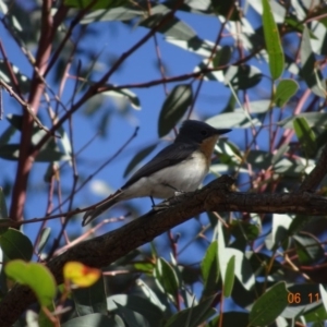 Myiagra rubecula at Majura, ACT - 6 Nov 2019