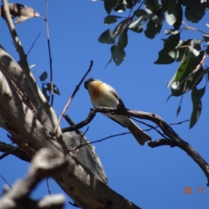 Myiagra rubecula at Majura, ACT - 6 Nov 2019