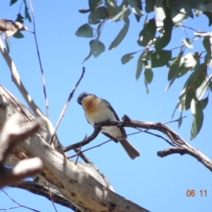 Myiagra rubecula at Majura, ACT - 6 Nov 2019