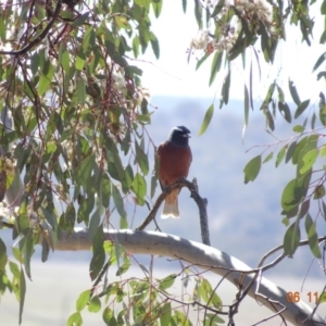 Artamus superciliosus at Majura, ACT - 6 Nov 2019 09:31 AM