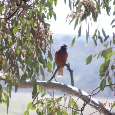 Artamus superciliosus (White-browed Woodswallow) at Mount Ainslie - 5 Nov 2019 by TomT