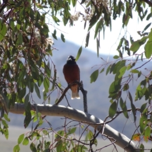 Artamus superciliosus at Majura, ACT - 6 Nov 2019 09:31 AM