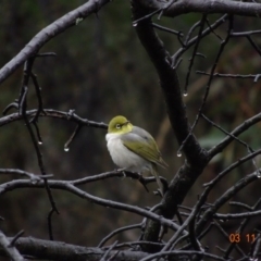 Zosterops lateralis (Silvereye) at Red Hill Nature Reserve - 3 Nov 2019 by TomT