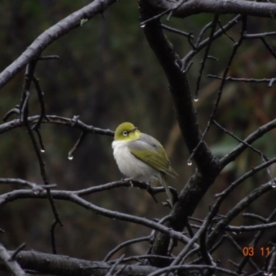 Zosterops lateralis (Silvereye) at Red Hill Nature Reserve - 3 Nov 2019 by TomT