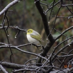 Zosterops lateralis at Deakin, ACT - 3 Nov 2019