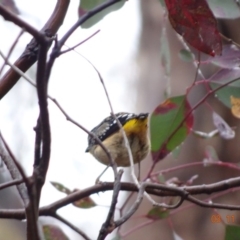 Pardalotus punctatus (Spotted Pardalote) at Red Hill Nature Reserve - 3 Nov 2019 by TomT