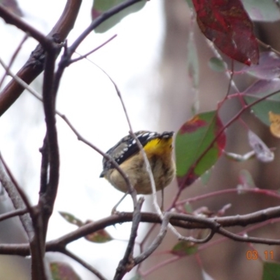 Pardalotus punctatus (Spotted Pardalote) at Red Hill Nature Reserve - 3 Nov 2019 by TomT