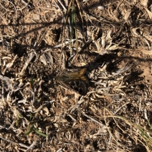 Synemon plana at Throsby, ACT - 11 Nov 2019 05:04 PM