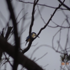 Todiramphus sanctus (Sacred Kingfisher) at Red Hill, ACT - 3 Nov 2019 by TomT