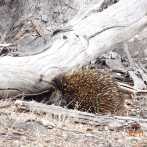 Tachyglossus aculeatus at Deakin, ACT - 2 Nov 2019 04:43 PM