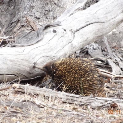 Tachyglossus aculeatus (Short-beaked Echidna) at Red Hill Nature Reserve - 2 Nov 2019 by TomT